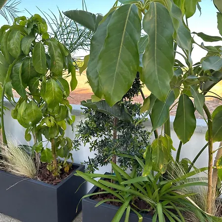 Valerian Palm - Napa's Secret Escape