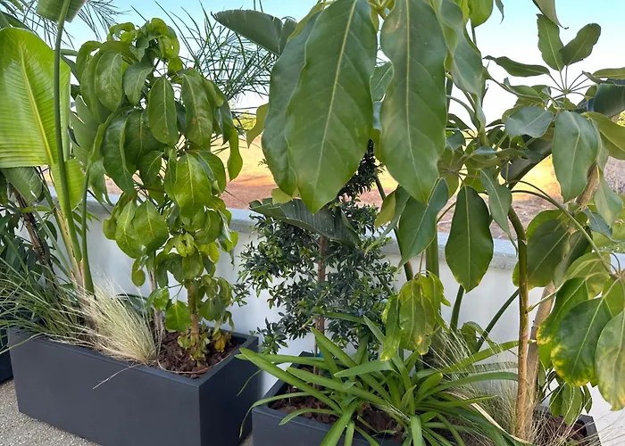 Valerian Palm - Napa's Secret Escape