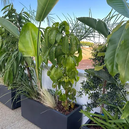 Valerian Palm - Napa's Secret Escape Айя-Напа